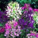 Cleome Spinosa Mix - Image 2
